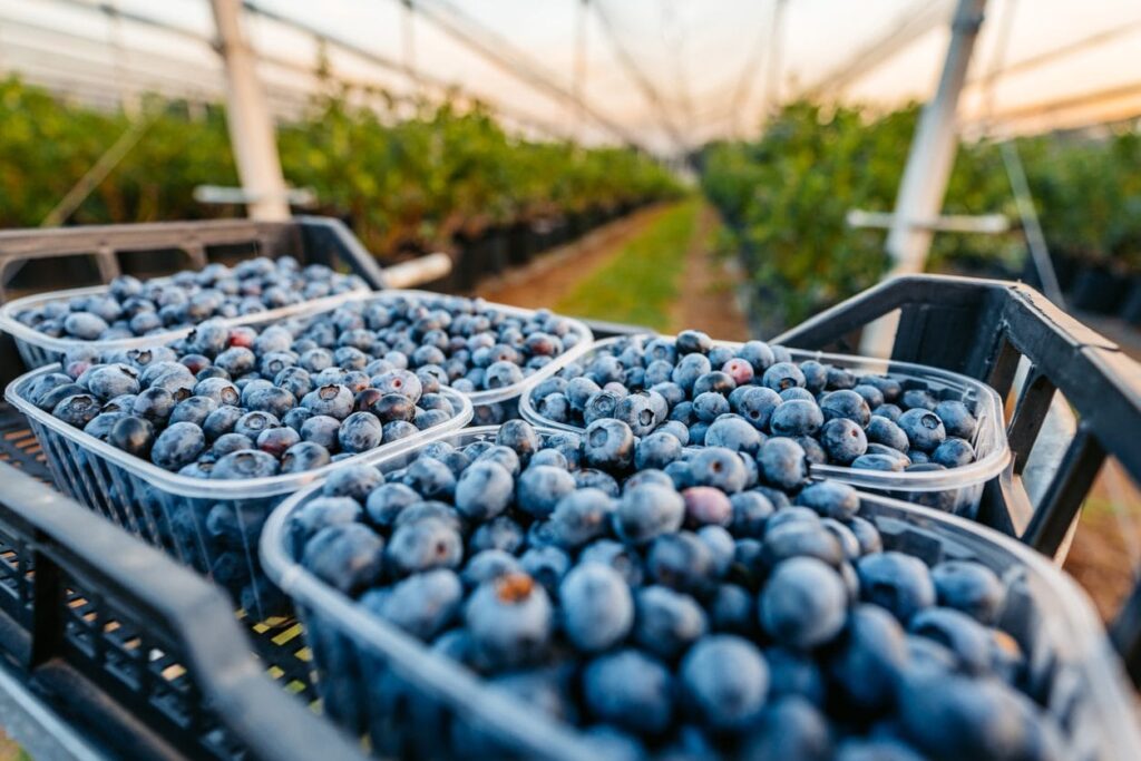 La frutta fa bene, ma alcune varietà più di altre sono un tale concentrato di benefici da essere